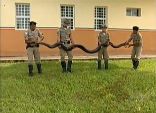 Sucuri de 5m  encontrada em obra no Tringulo Mineiro