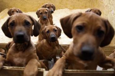 Dona dos filhotes teve que largar o trabalho para cuidar deles. 