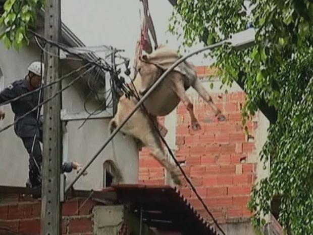Vaca cai sobre telhado de casa em Minas