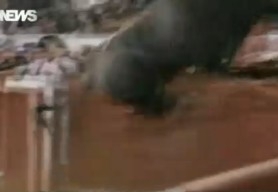 Touro de 500 kg pula barreira de proteo durante tourada no Mxico