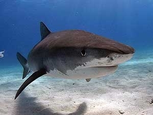 Imagem de um tubaro-tigre nas Bahamas. O corpo de um homem foi encontrado no estmago de um tubaro da mesma espcie.