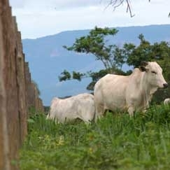 Barreiras fixas e mveis impedem a entrada irregular, principalmente, de bovinos, no Estado 