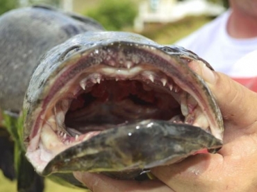 Peixe cabea-de-cobra  o maior j capturado no mundo