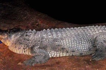 O crocodilo Fatso, suspeito do ataque, em foto divulgada pela polcia da Austrlia.
