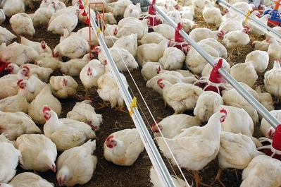 Maior produtor de soja, algodo e carne bovina, o estado de Mato Grosso tambm quer ser o maior exportador de aves