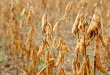 Soja segurou os nmeros e continua sendo o carro-chefe da agricultura mato-grossense, somando 18,7 milhes de toneladas