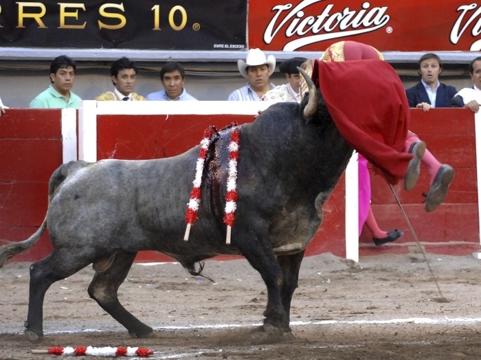 Touro ataca e fere matador espanhol durante evento no Mxico, neste sbado (24 )