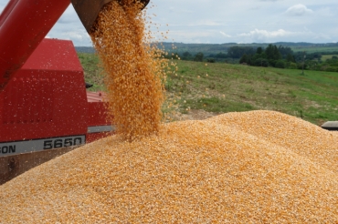 MT tem atualmente cerca de 3,1 mi t de milho estocadas da safra passada. Cereal disputa espao com soja e milho 2010