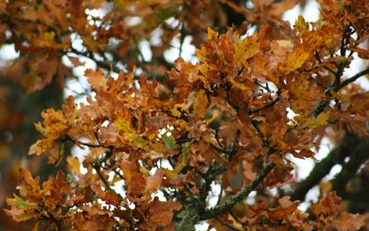 Outono  estao de transio entre vero e inverno, com caractersticas de ambas