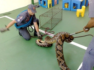 A cobra foi encontrada em uma escola da zona norte