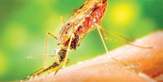 Anopheles albimanus, transmissor da malria, pica humano; para ele, algumas pessoas tm cheiro mais atraente