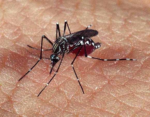 Mais de 5 mil casos de dengue so registrados em janeiro