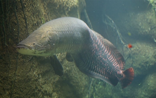 O pirarucu  um dos maiores peixes de gua doce do mundo.