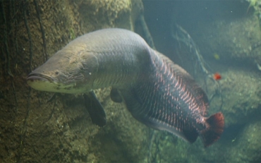 O pirarucu  um dos maiores peixes de gua doce do mundo. 