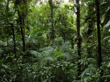 Espcies de floresta nativas da Mata Atlntica brasileira