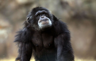 Justia de NY rejeitou pedido para considerar chimpanzs como pessoas