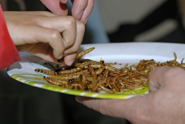 Degustao de larvas fritas na Frana