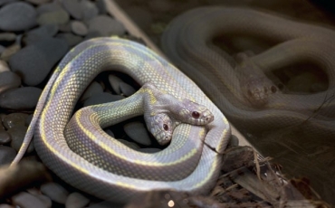 Cobra de duas cabeas  exibida nesta tera-feira (19) em zoo de Moscou, na Rssia