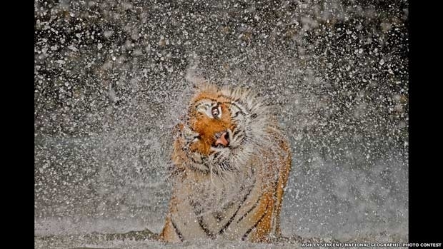 Um tigre chacoalha-se para se secar no zoolgico Khao Kheow, na Tailndia, na foto vencedora de Ashley Vincent