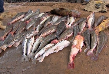 Foram apreendidos cachara, ja e pintado