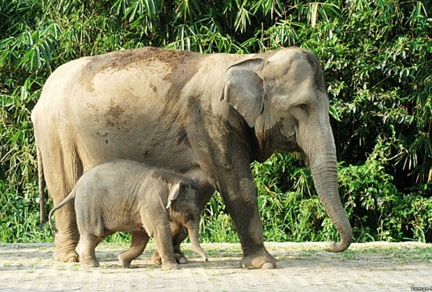 O parque indonsio Safari Park, em Bogor, tem 40 elefantes.