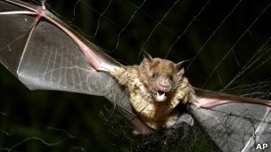 Morcegos esto sendo vtimas de doena letal nos EUA