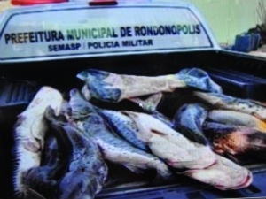 Apreenso do pescado foi feita em Rondonpolis