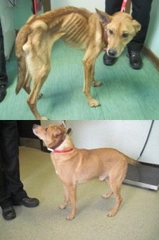 Combinao de fotos mostra o co Snoop antes e depois de recuperar peso