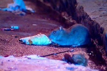 No  difcil flagrar ratos em busca de comida nas ruas da regio
