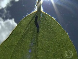 Lagarta Helicoverpa encontrada em lavoura de soja em Chapado do Sul