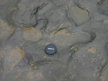 As pegadas, de mais de 800 mil anos, foram descobertas nas margens de uma praia em Happisburgh