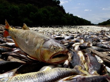 Peixes de diferentes espcies foram encontrados mortos no rio