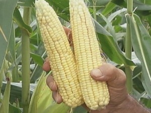 Festa deve consumir cerca de 40 toneladas de milho neste ano