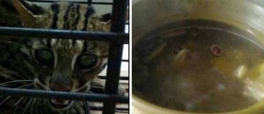 A chinesa publicava fotos enquanto cozinhava seu gato