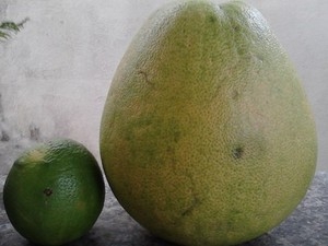 Laranja gigante chega a quase dois quilos