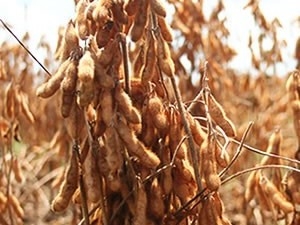 Produtores que reduzirem perdas na colheita da soja sero premiados