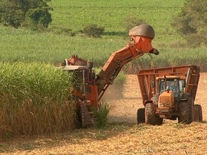 Processamento menor de cana-de-acar