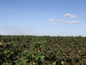 rea de algodo plantada com a tecnologia Bollgard II RR Flex na Bahia