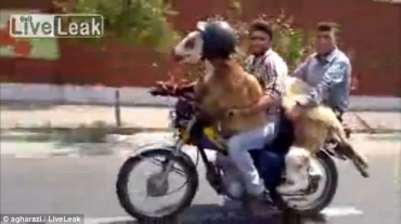 Motociclistas emprestam nico capacete para cabra e vdeo se torna viral na internet