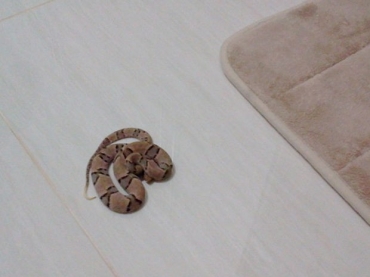 Moradora encontrou cobra no quarto do filho, de 1 ano, na cidade de Sinop. 