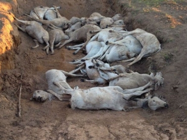 Nas trs propriedades visitadas, Iagro contabilizou mais de 400 animais mortos