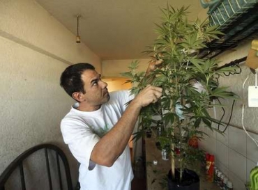 O cultivador particular de maconha e ativista Juan Vaz mexe nas plantas da maconha em sua casa em Montevidu, no Uruguai, em maro. 07/03/2014