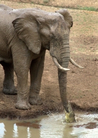 Ian Salisbury flagrou momento em que crocodilo abocanhou tromba de elefante 