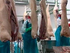 Frigoríficos aumentaram abate de suínos no trimestre