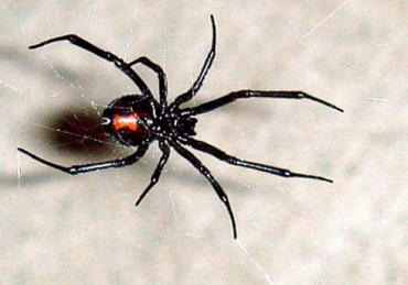 Viva negra foi uma das espcies de aranha encontrada na casa