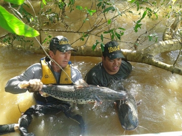 Aps apreenso, peixes foram soltos no Rio Cuiab