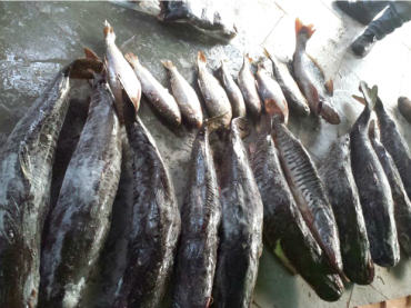 Pescado foi apreendido durante fiscalizao em Santo Antnio de Leverger