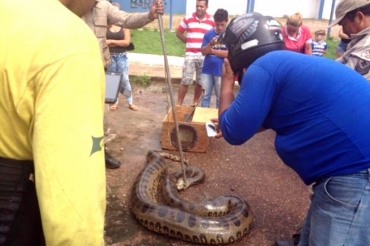 A cobra saiu de um bueiro e foi resgatada pelo Corpo de Bombeiros