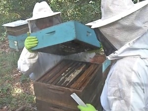 Manejo melhora resultados conseguidos com apicultura em Mato Grosso