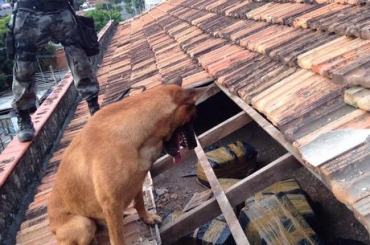 Droga estava escondida embaixo das telhas de uma casa